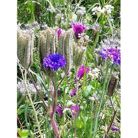 Small Park No 4 * Füssen